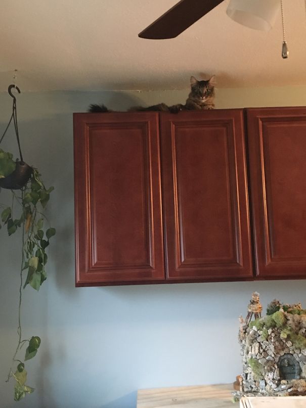 Plotting Electro-nuclear-death From Above