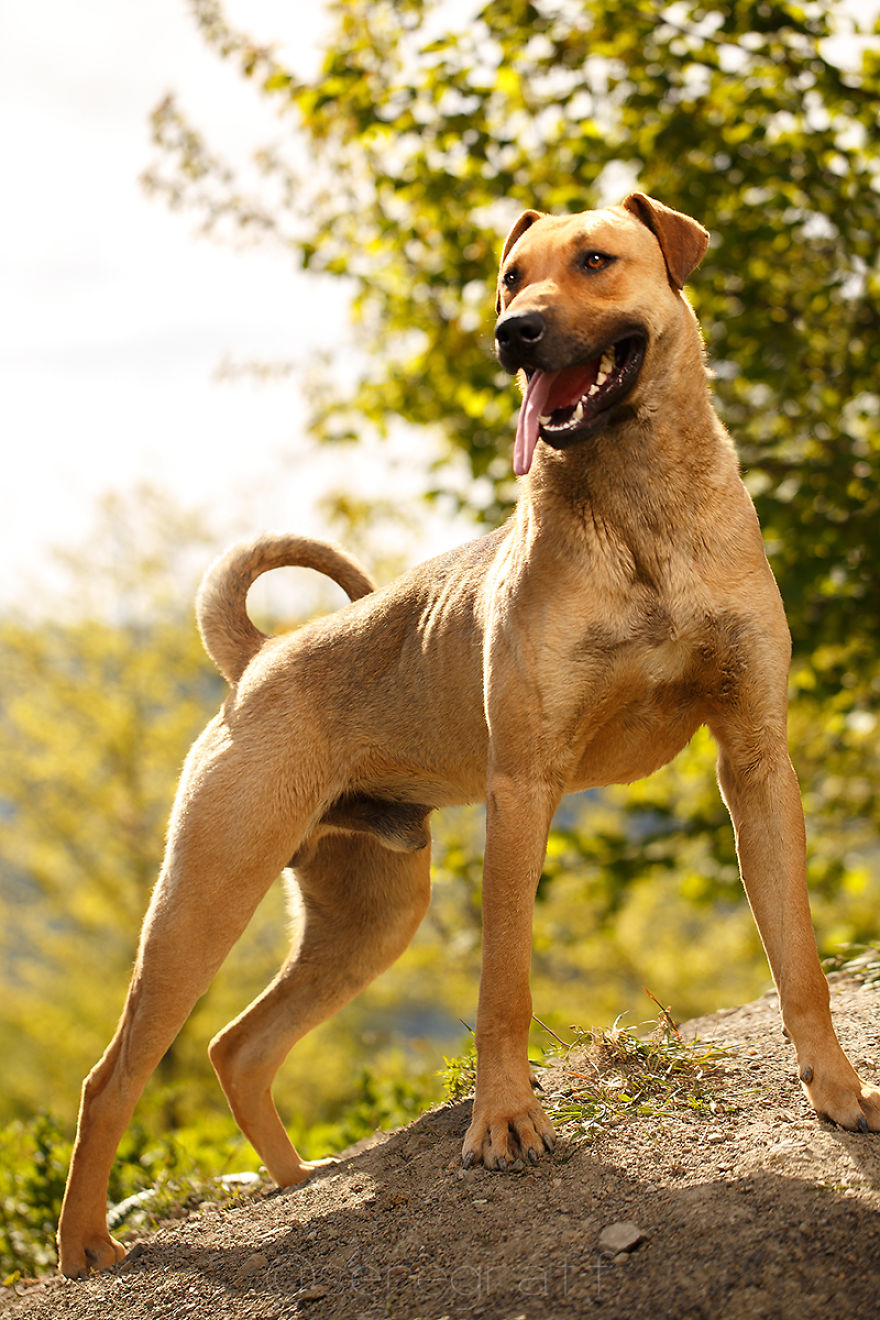 A Story About My Experiences Photographing Homeless Dogs