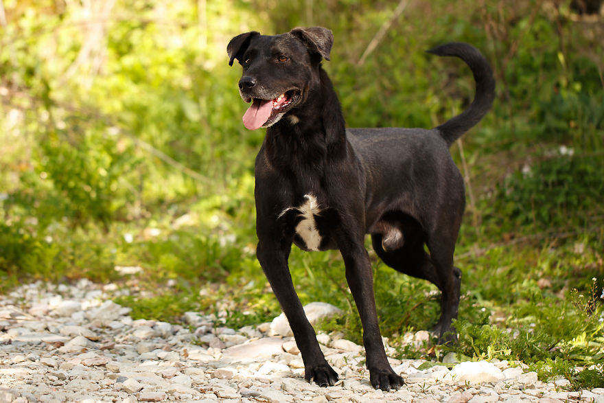 A Story About My Experiences Photographing Homeless Dogs