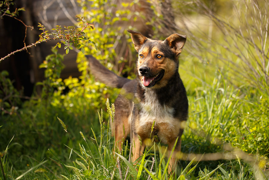 A Story About My Experiences Photographing Homeless Dogs A Story About My Experiences Photographing Homeless Dogs