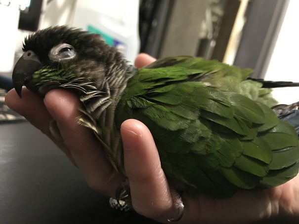 Melted Greenie Puddle