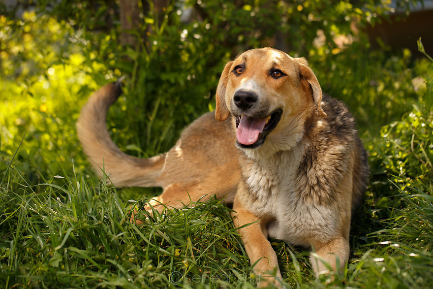A Story About My Experiences Photographing Homeless Dogs A Story About My Experiences Photographing Homeless Dogs