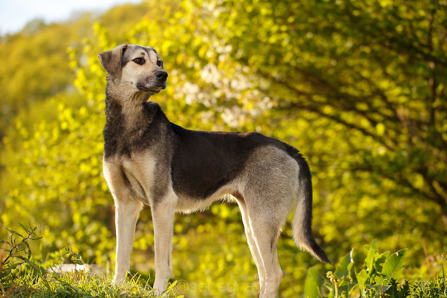 A Story About My Experiences Photographing Homeless Dogs
