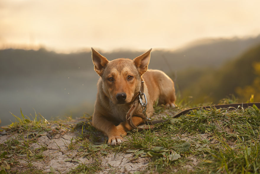A Story About My Experiences Photographing Homeless Dogs