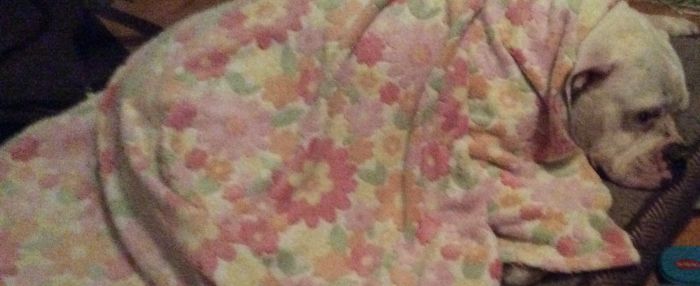 Such A Dangerous And Vicious Dog, Just Prepping His Attack