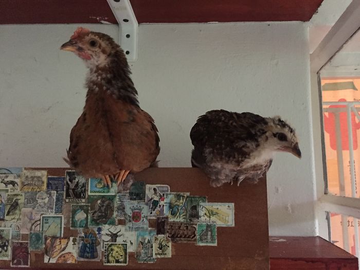 I Rescue And Care For Chickens In Paradise