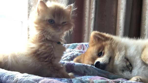 My New Kitten Tyga Meeting My Dog Latte For The First Time. I Don't Think He Enjoyed It Much
