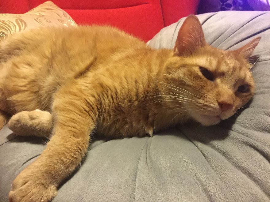 My Amazing Ginger Cat Bastiaan From Greek Beach