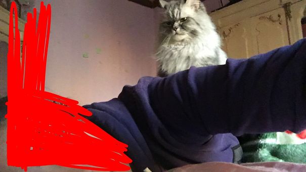 Pretty Sure My Cat Was Plotting To Kill Me For Some Reason