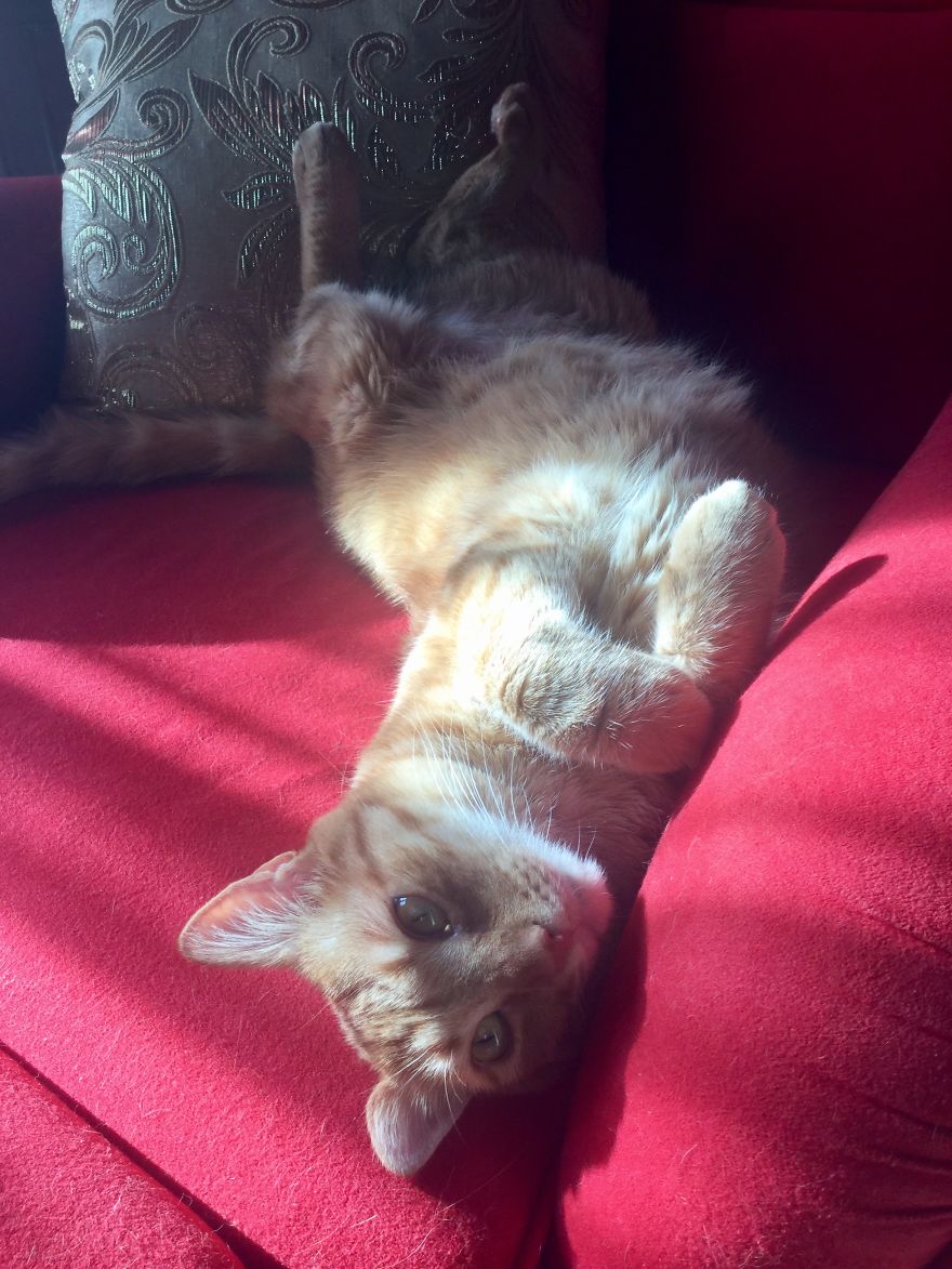 My Amazing Ginger Cat Bastiaan From Greek Beach