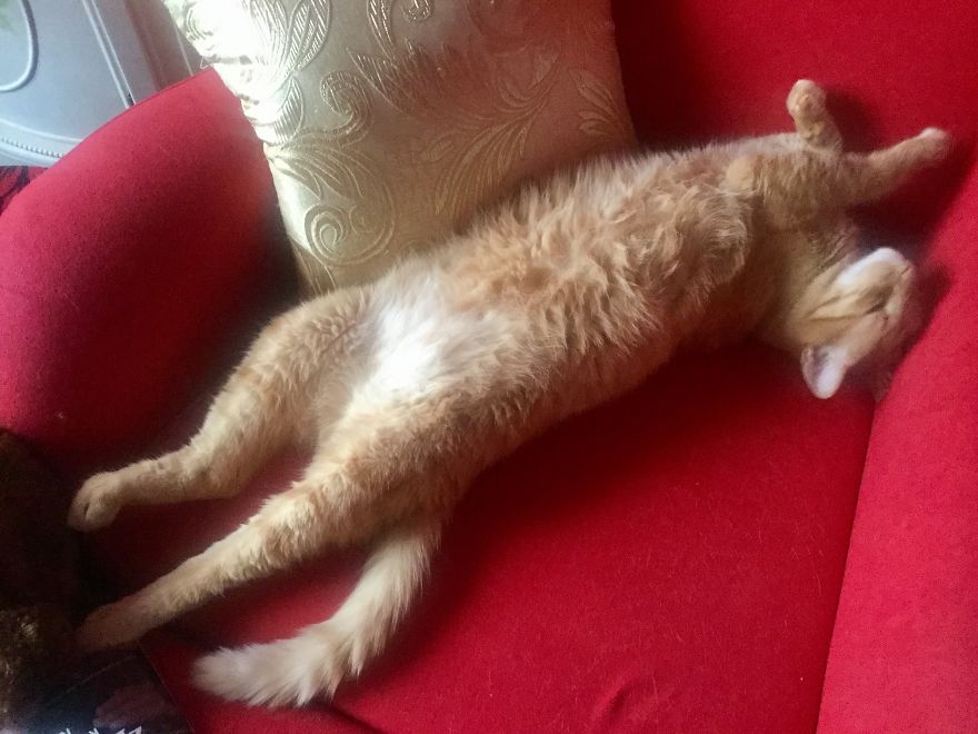 My Amazing Ginger Cat Bastiaan From Greek Beach