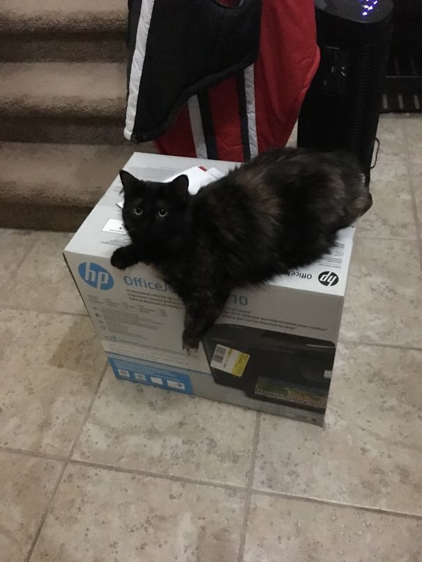 Jiji Melting On A Box