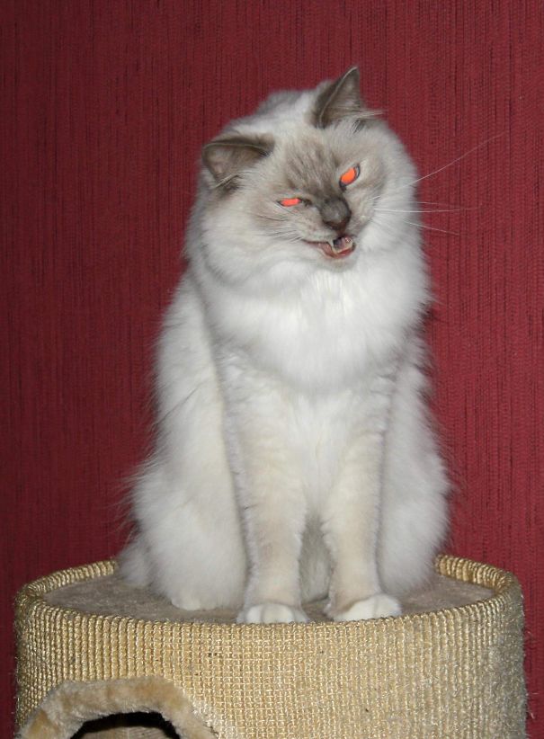 My Cat Revealing His True Form