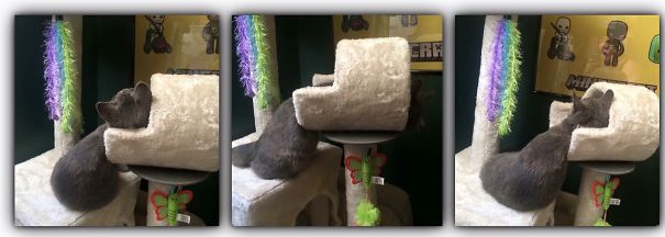 Cat Melting Onto The Cat Tree