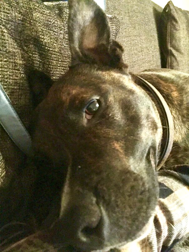 Joey's First Night In His Forever Home.