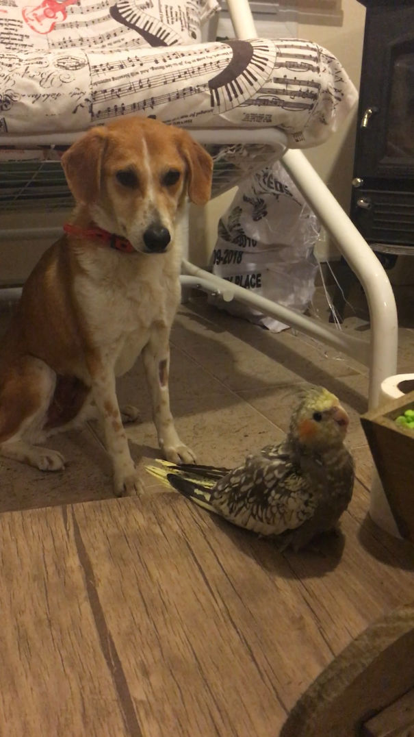 My Dog Twix Meeting Mozart Bird For The First Time!