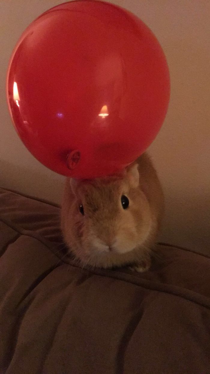 He's Not Too Fond Of Balloons 🎈