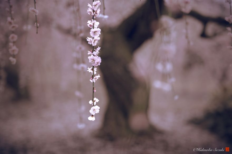 I Captured Plum Bloom In Japan
