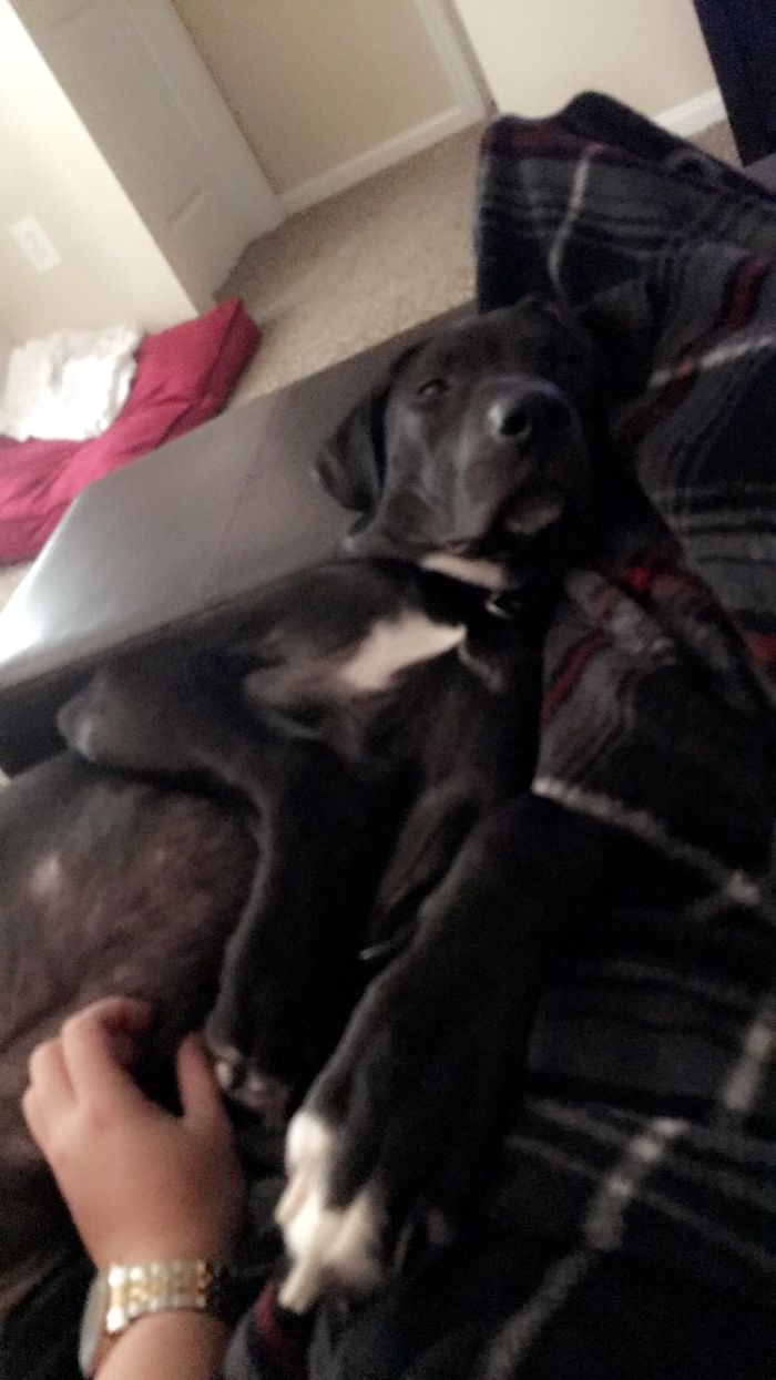 Resting Up For His Next Attack