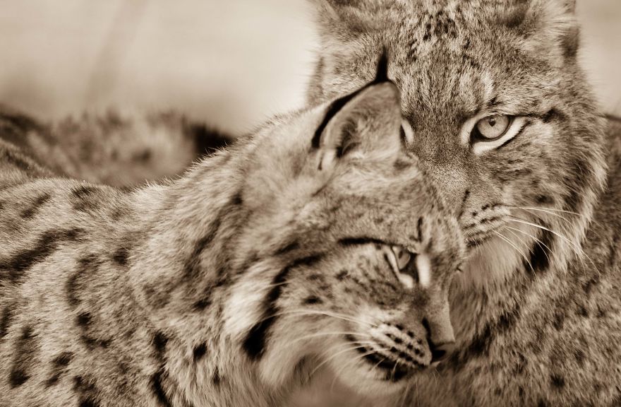 Big Cats: I&rsquo;ve Spent 10 Years Photographing These Wild And Loving Creatures (Part 3)