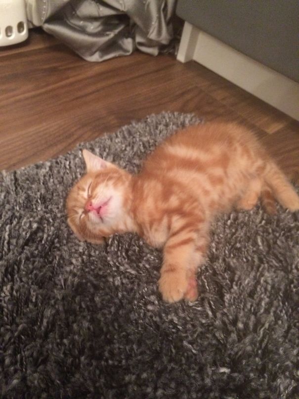 First Time Oscar Felt The New Rug!