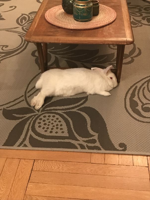 Melted Bunny