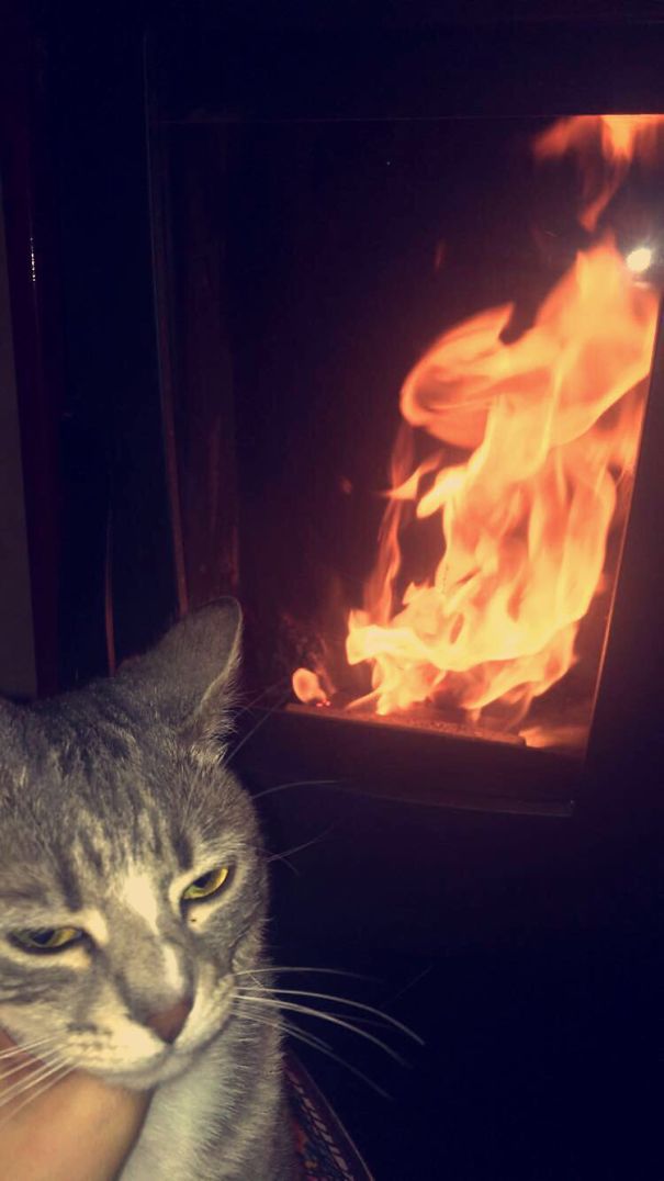 Cat Of Blood And Fire