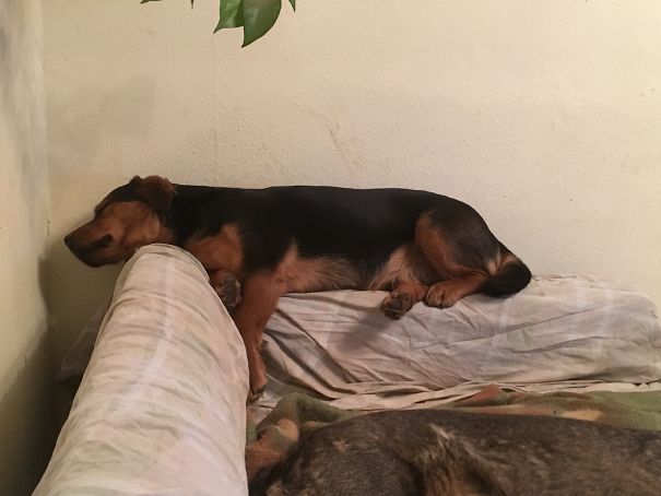 One Of My Dogs Lays The First Time On My New Couch. Seems He Is Taking The "on" Way Too Serious