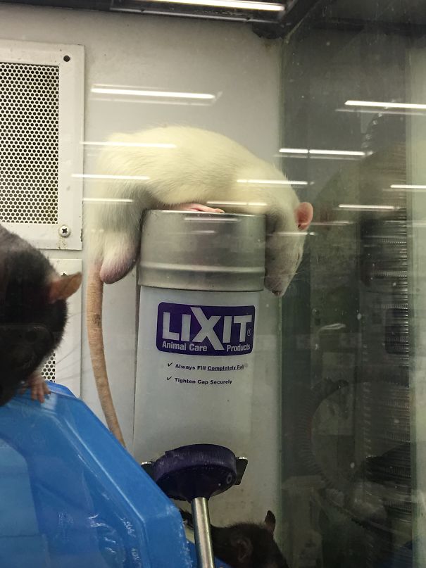 Melting On The Water Bottle 🐭