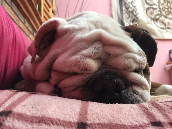 To Stop The Melting Please Give Cookie