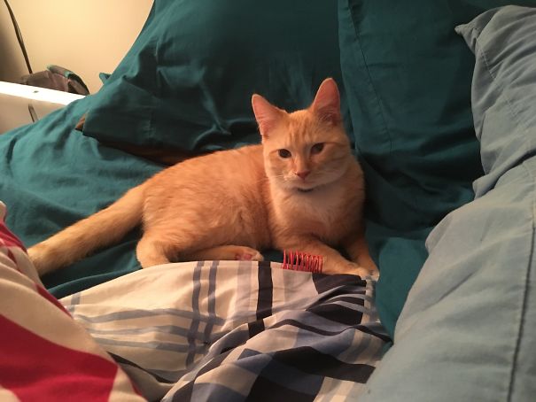 First Night In His *truly* Forever Home, At Five Months Old