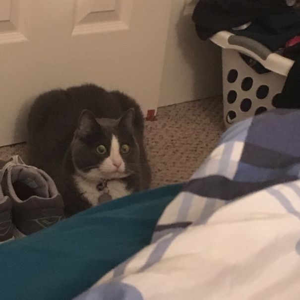 First Night With Our New Five Month Old Kitten In The House