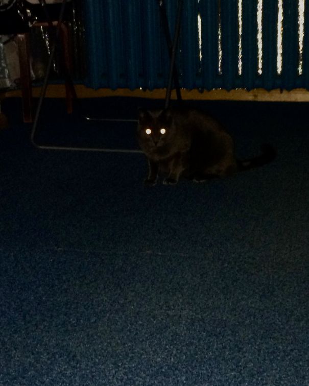 It's Sending The Demon Lights To All Of The Cats So They Could Take Over The World...