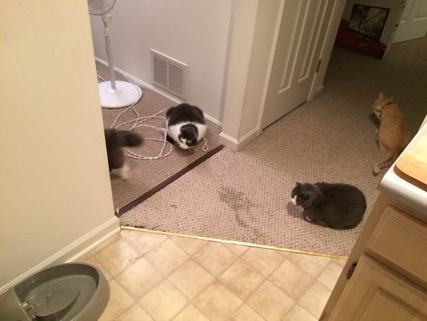 First Time Their New Fountain Was Plugged In