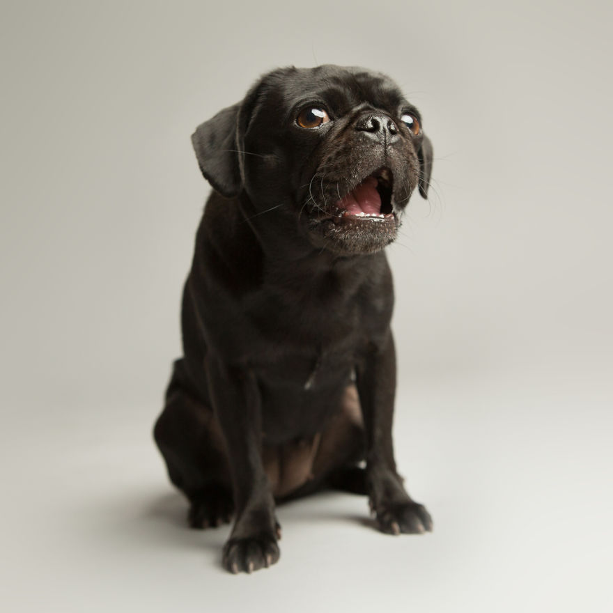 I'm A Dog Photographer Who Specializes In Derpy Expressions