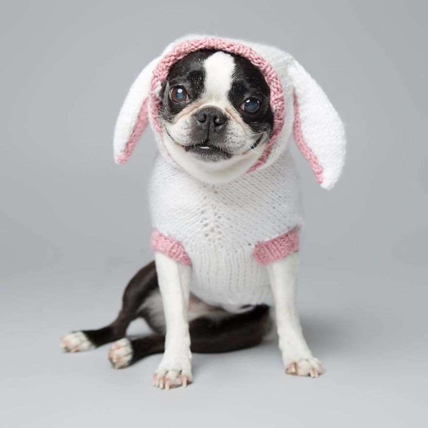 I'm A Dog Photographer Who Specializes In Derpy Expressions