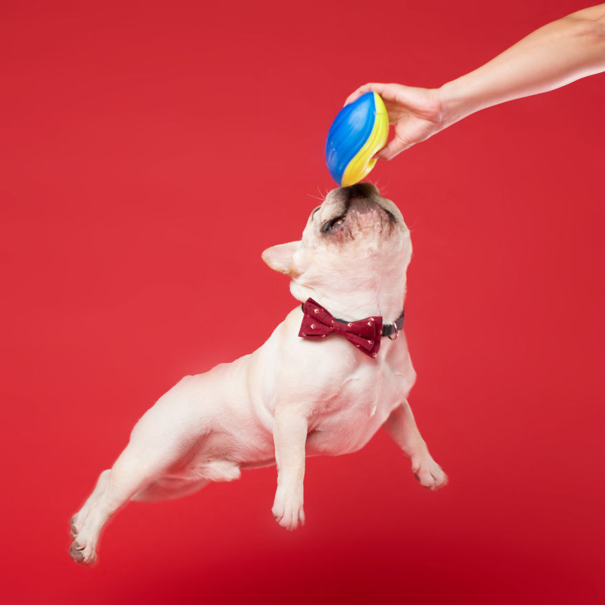 I'm A Dog Photographer Who Specializes In Derpy Expressions