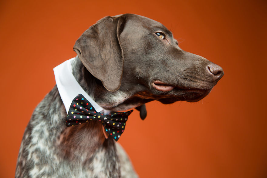 I'm A Dog Photographer Who Specializes In Derpy Expressions