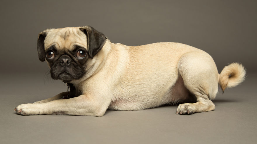 I'm A Dog Photographer Who Specializes In Derpy Expressions