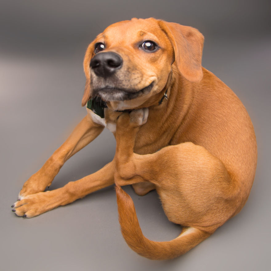 I'm A Dog Photographer Who Specializes In Derpy Expressions