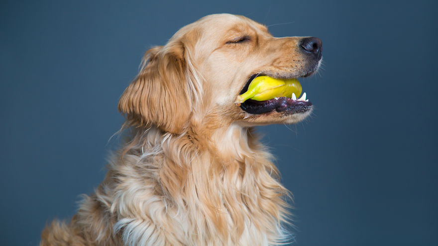 I'm A Dog Photographer Who Specializes In Derpy Expressions