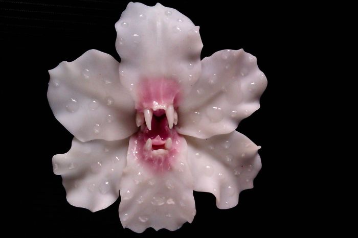 I Make Delicate Carnivorous Flowers (carnifloras Or Fleeth) Using Polymer Clay And Natural Gems