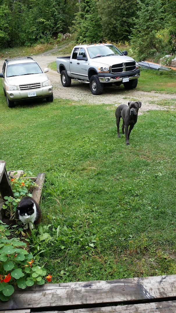 I Just Don't Trust That Cat.....