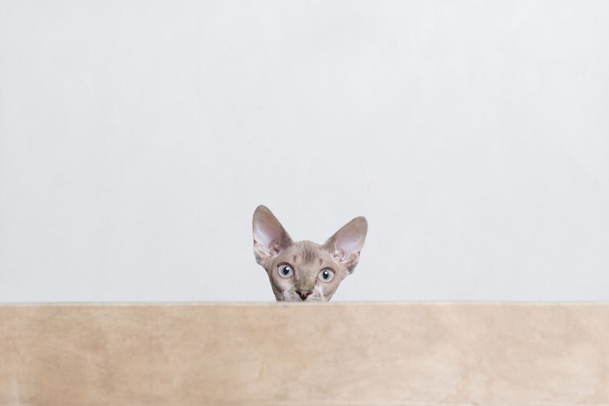 I Made A Career Out Of Annoying Cats