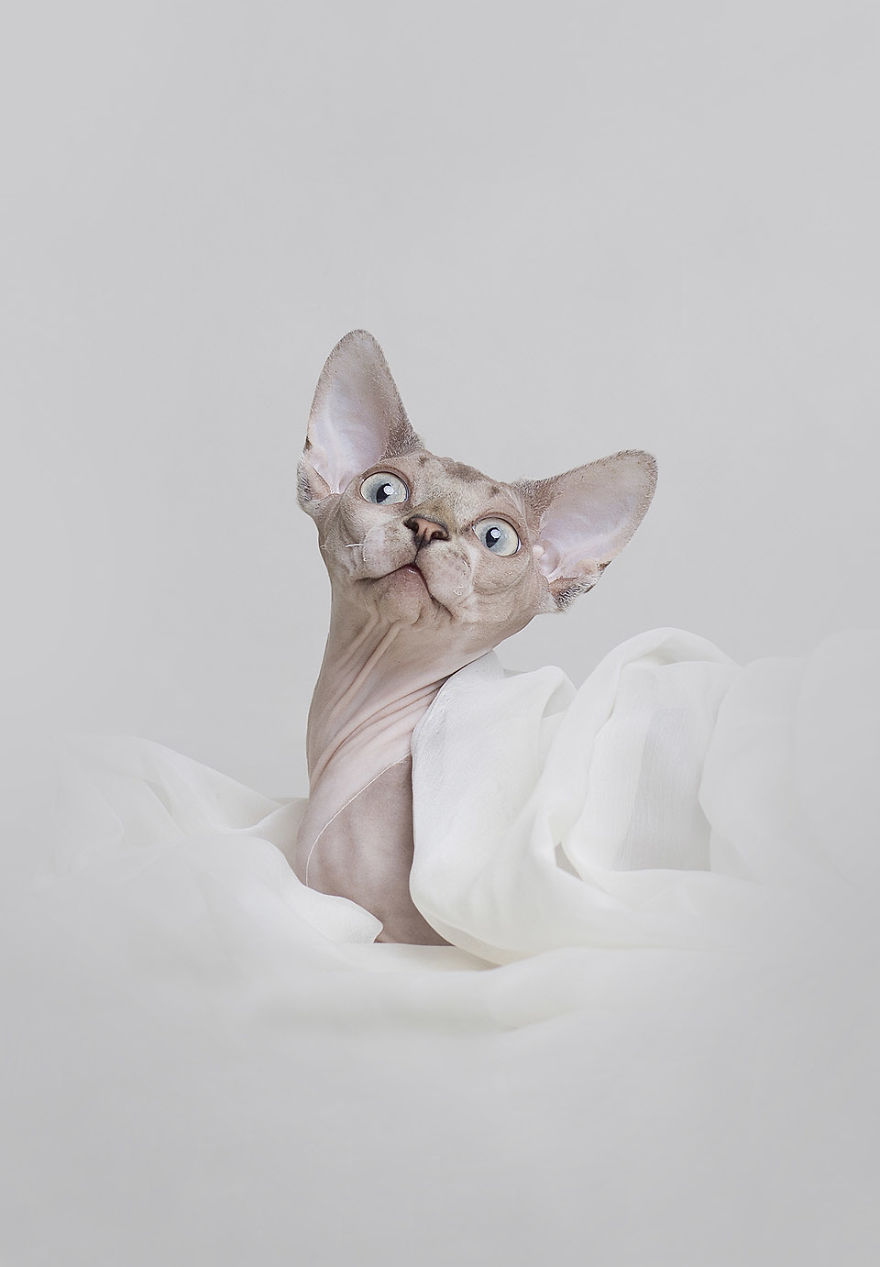 I Made A Career Out Of Annoying Cats