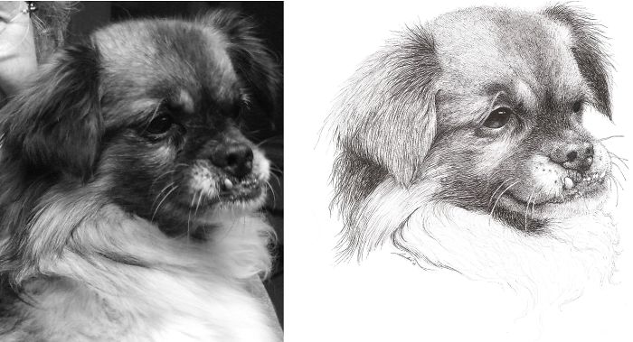 Pekepoo Julia By Bloonoosh