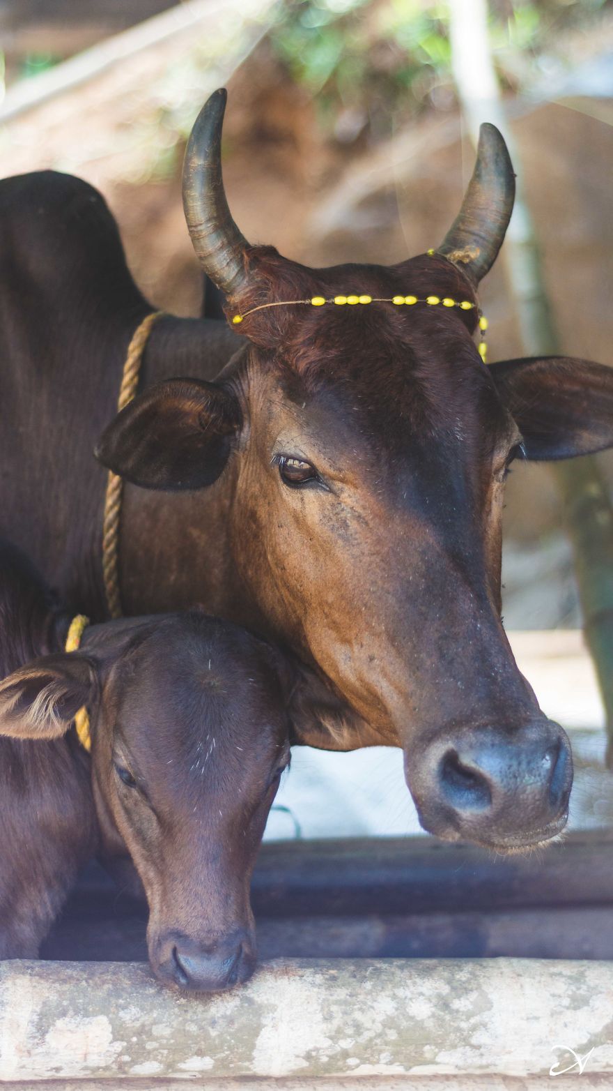 Climbing What I Call Home