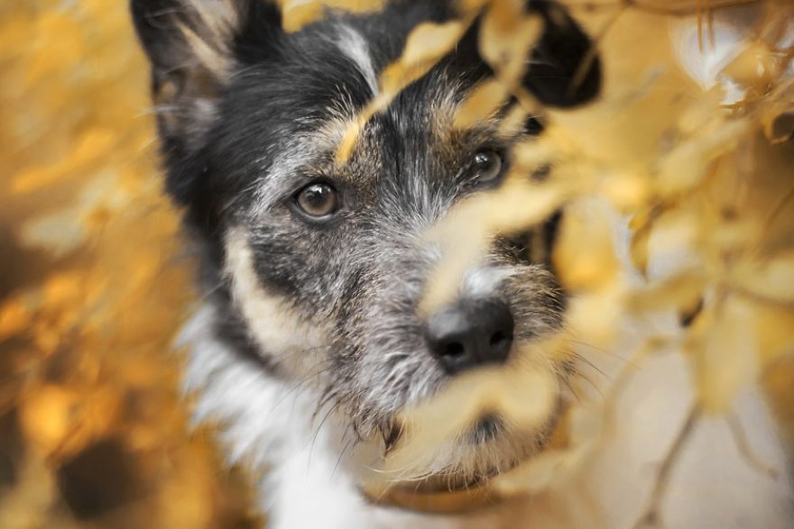 I Photographed My Amazing Dogs Kicia And Morsik