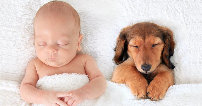 110 Pics That Prove Dogs Are Better Than A Pillow