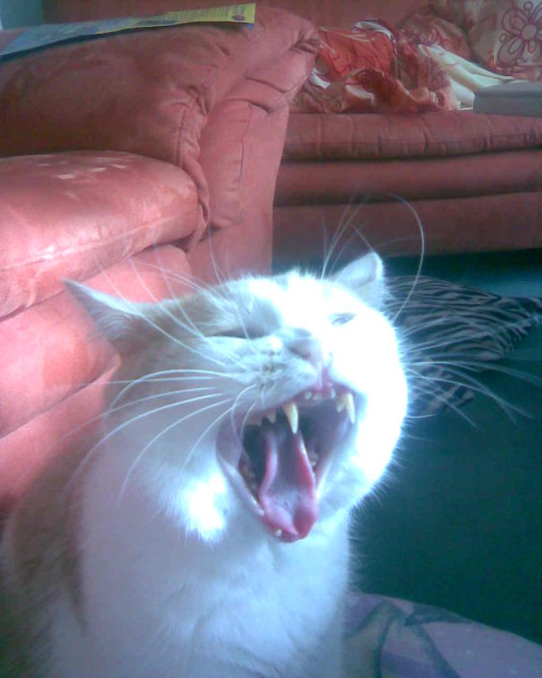 Run As Fast As You Can =) Louis Is Searching For His Meal Next Meal!